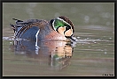 Siberische Taling, Baikal Teal, Anas formosa Location: Almelo, the Netherlands siberische taling MG 2671 kopie
